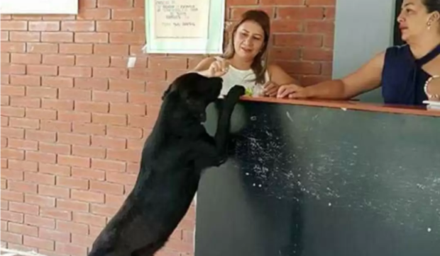 „Când îl vezi, îți vine să plângi”. Un cățel își cumpără zilnic biscuiți de la magazinul unei școli și plătește cu câte o frunză, pentru că i-a văzut pe copii dând bani