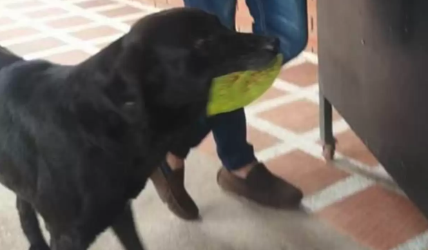 „Când îl vezi, îți vine să plângi”. Un cățel își cumpără zilnic biscuiți de la magazinul unei școli și plătește cu câte o frunză, pentru că i-a văzut pe copii dând bani