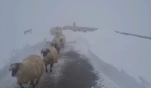 Culoar pentru oi, creat prin zăpada de pe Transalpina: ciobanii blocați au coborât cu animalele către Rânca