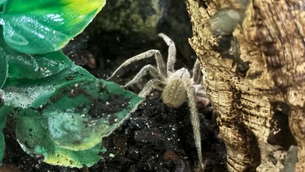 Angajatul unui supermarket a găsit cel mai periculos păianjen din lume într-o cutie de banane