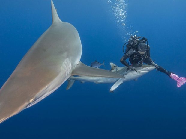 Un turist a fost atacat și devorat de rechini dintr-o specie considerată inofensivă pentru oameni, în timp ce făcea snorkeling