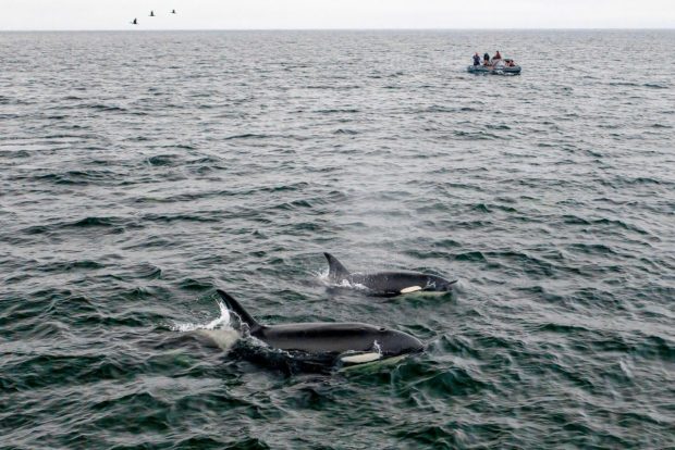 O orcă atacă un alt iaht turistic în largul Portugaliei. Familia cu trei copii, salvată de forțele aeriene