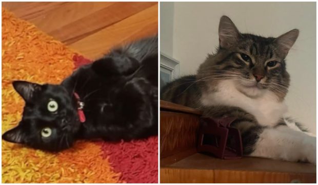 Multe animăluțe au rămas blocate în blocul din Rahova care a explodat. Shiba și Motanschy, doar două dintre pisicuțele căutate cu disperare de stăpâni