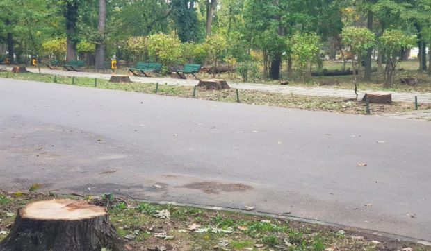 Stejarii de pe aleea de intrare în Parcul Herăstrău au fost tăiați: „Nu vom afla niciodată adevăratele motive”