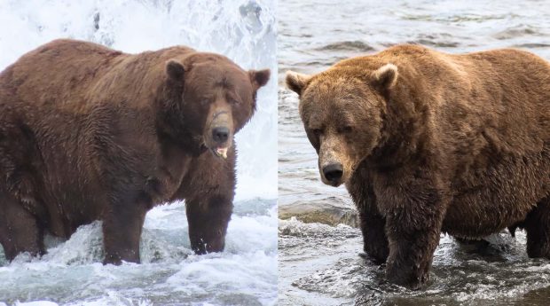 Cel mai gras urs din lume, încoronat în Alaska. Câte kilograme are Chunk