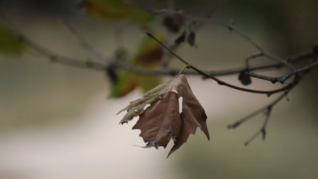 Cum va fi vremea mâine. Prognoza meteo pentru joi, 16 octombrie 2025