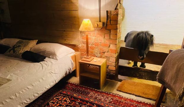 Plătești 180 de lire pe noapte ca să dormi cu… un ponei. Cazarea din Marea Britanie care a devenit virală pe Airbnb | VIDEO