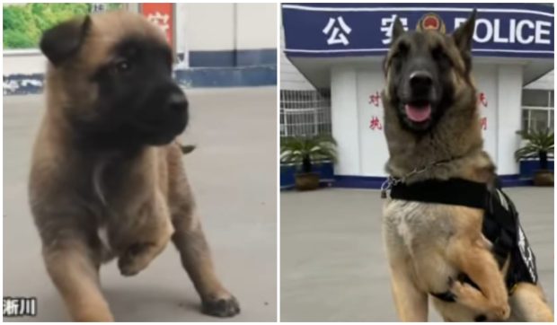 Povestea emoționantă a lui Barton, câinele născut cu trei picioare, care a devenit câine-polițist: „Și-a câștigat insigna prin abilitățile sale”