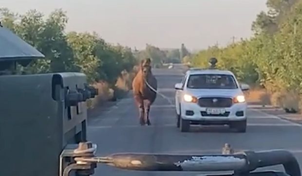 Soldații ucraineni au salvat o cămilă din armata rusă: trupele de la Kremlin folosesc și măgari și cai pe front