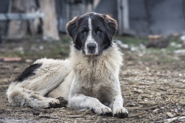 Ciobănescul Românesc de Bucovina – tot ce trebuie să știi despre această rasă