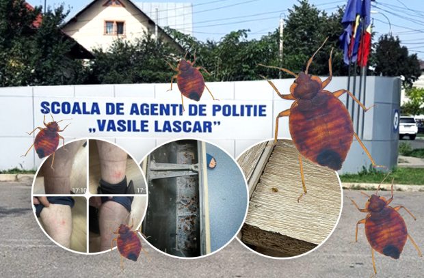Școala de poliție din Câmpina cheltuie un milion de euro pentru a scăpa de ploșnițe. Insecta „cucerește” pe rând instituții de stat, iar funcționarii trăiesc un coșmar acasă