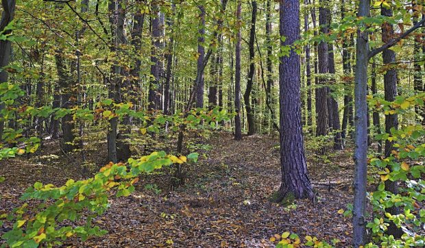 O femeie a găsit o cutie cu o mică „comoară” în pădure și a dus-o la poliție: acum trebuie să plătească 2.600 de euro