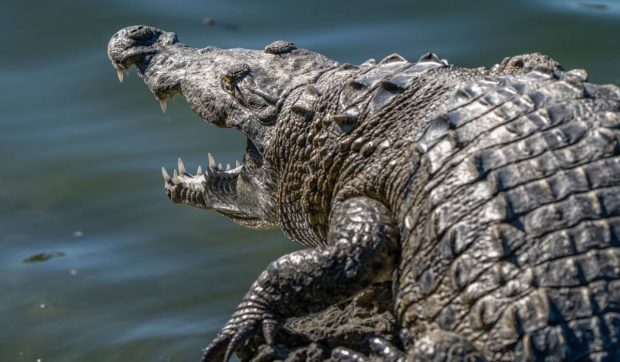 Crocodili care vânau din copaci ca leoparzii acum 55.000.000 de ani, descoperiți în curtea unui fermier, în Australia