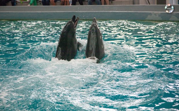 Acces gratuit la acvariu, delfinariu și microrezervație în Constanța, pe 14 noiembrie, de Ziua Dobrogei