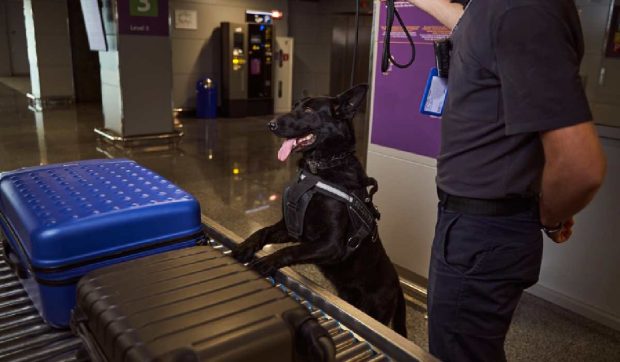 Strategia prin care traficanții au încercat să treacă cu 100 kg de cocaină prin aeroportul din Bruxelles