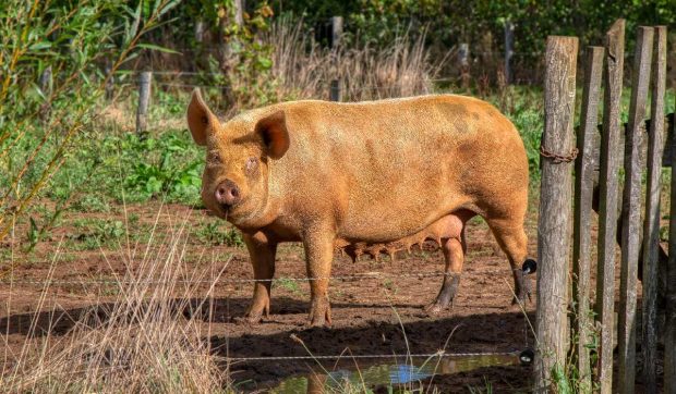 O familie de fermieri ascundea o plantație de canabis sub ferma de porci: „Au încercat să scape repede de datorii”