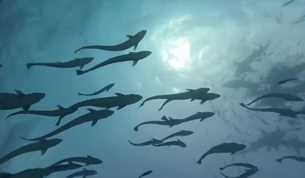 Un rechin a înghițit camera unui scafandru în Maldive: imagini extraordinare din gura sa