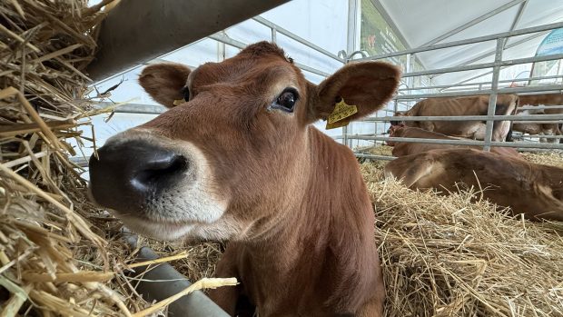 „Vaca mea produce peste 50 de litri pe zi. O iubim ca pe un membru al familiei”. Cum arată o zi de weekend la Indagra, cel mai mare eveniment agricol din România