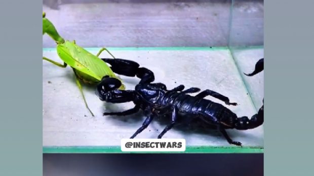Videoclipuri cu lupte brutale cu animale pe Instagram: „1,2 milioane de oameni se uită online”
