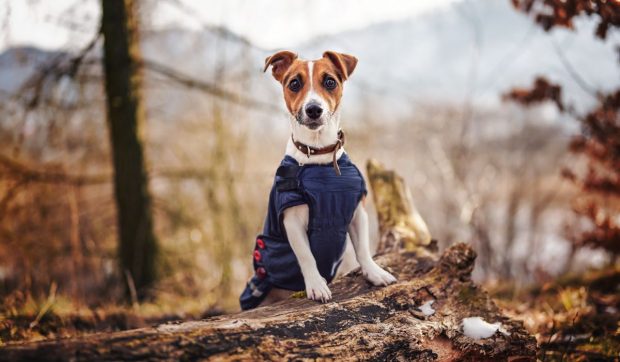O veterinară explică dacă și blănoșii trebuie să poarte hăinuțe în lunile mai reci, iar ceea ce spune e surprinzător