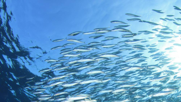 Sardinele conservate – super-alimentul accesibil pentru sănătatea ta de zi cu zi