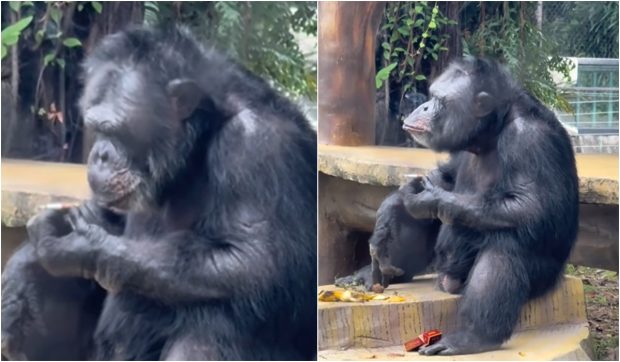 O maimuță care stă relaxată și fumează în grădina zoologică Nanning a devenit virală | VIDEO