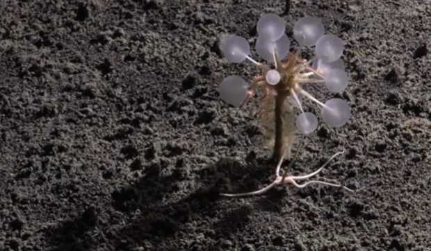 Descoperiri noi în adâncurile Antarcticii: 30 de specii noi identificate