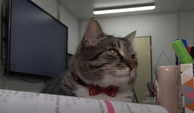 Motanul Mișu, vedeta unui liceu din România: elevii fac liniște în timpul cursurilor ca să îl lase să doarmă. „Este mascota școlii”