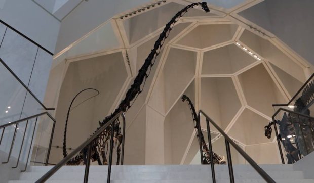 Premieră mondială la Muzeul de Istorie Naturală Abu Dhabi: doi T. rex surprinși în luptă și o balenă albastră uriașă, în cea mai spectaculoasă expoziție din lume | VIDEO
