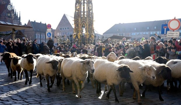 600 de oi au traversat orașul Nürnberg în călătoria de 10 kilometri spre pășunile de iarnă