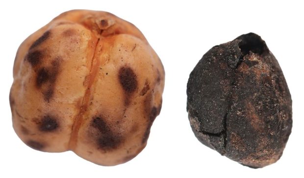 Povestea celei mai vechi pâini din lume. Unde a fost descoperită și ce istorie culinară a scos la iveală