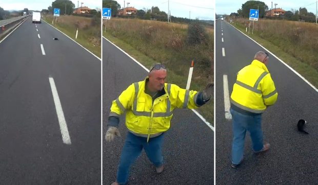 Un șofer de TIR a blocat traficul ca să salveze un pisoi oprit în mijlocul drumului, în Italia: „Avea capul blocat într-o cutie de conserve”