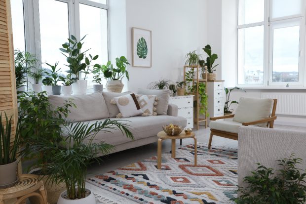 7 plante care previn mucegaiul în casă. Cele mai eficiente specii recomandate de experți pentru lunile reci