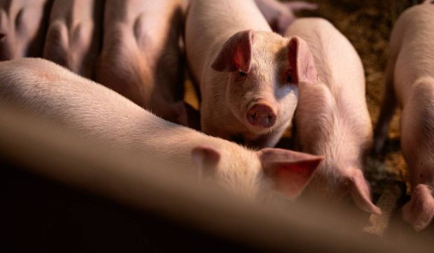 Cât costă porcul pentru masa de Crăciun la mijloc de noiembrie 2025. Românul nu își permite, iar producătorul iese în pagubă