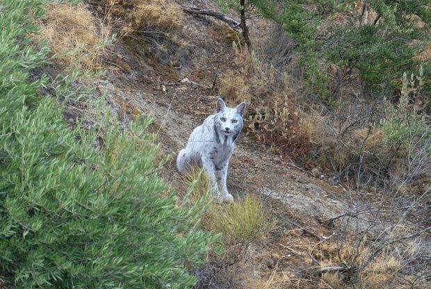 Animalul rar surprins pentru prima dată într-o fotografie: „Fantoma albă a pădurii mediteraneene”