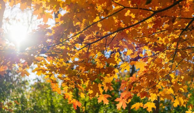 Cum va fi vremea în perioada 11 noiembrie – 8 decembrie 2025. ANM anunță temperaturi în creștere până la sfârșitul săptămânii