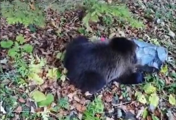 Misiune contra cronometru în Poiana Brașov. Un pui de urs cu capul prins într-o găleată metalică, salvat în ultimul moment