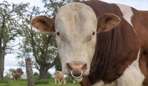 Noul trend de pe TikTok: inele pentru tauri folosite ca brățări