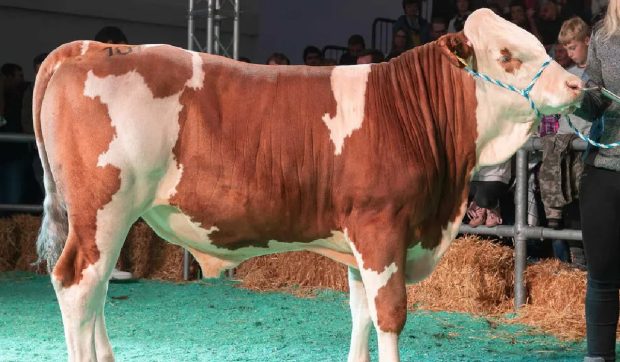 Un taur s-a vândut pentru aproape 150.000 de euro. Ce-l face atât de special