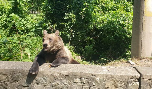 Amenzi de până la 30.000 de lei pentru cei care hrănesc urșii. Noi reguli și pentru împușcarea animalelor