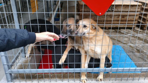 Orașul câinilor. Localitatea din România care a ajuns să găzduiască cel mai mare adăpost din lume dedicat animalelor fără stăpân