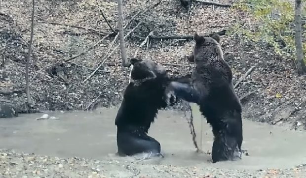 Urși surprinși în timp ce se joacă într-o baltă din Parcul Național Piatra Craiului: „O porție de îmbăiere”