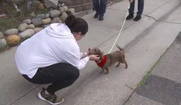 Choco, câinele dispărut de 5 ani, s-a întors acasă de la 3.200 km depărtare. Povestea emoționantă a câinelui care și-a regăsit familia de sărbători | VIDEO