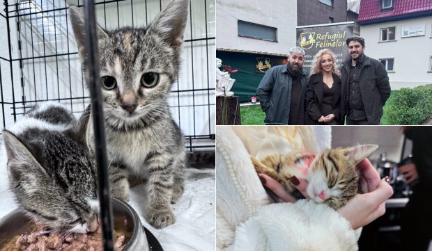 Casa de avocatură transformată în târg de adopție pentru pisici. Povestea pisicilor Aristo și Crat. Marius Todeancă, avocat: „Responsabilitatea față de animale este un semn de civilizație, nu un hobby”