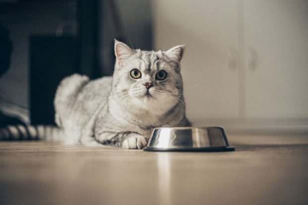 Cât de sănătoasă este o dietă vegană pentru pisici