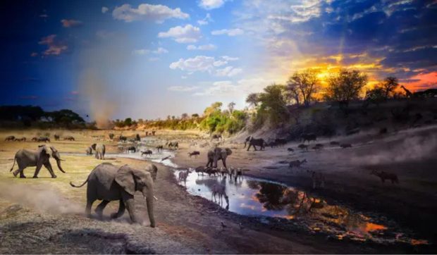 National Geographic a lansat noua colecție „Fotografiile Anului 2025”. Selecția de imagini, un apel urgent la conservarea speciilor și animalelor