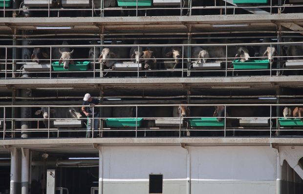 Cartelurile de droguri folosesc vaci pentru a transporta cocaină în Europa: „Între 4 și 10 tone, în valoare de 510 milioane de euro”