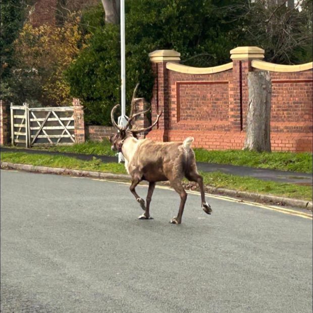 Ren evadat de la un parc tematic de Crăciun, capturat după o operațiune de căutare masivă, în Marea Britanie