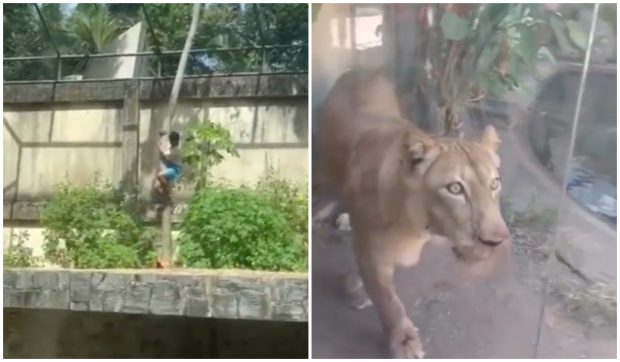 Un tânăr de 19 ani a fost mâncat de o leoaică după ce a intrat în țarcul ei, la o grădină zoo din Brazilia: „Visa să devină dresor” | VIDEO