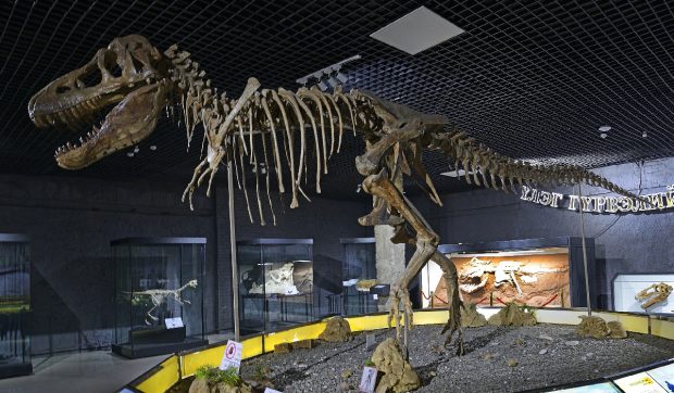 Trafic cu schelete de dinozauri descoperit de vameși. Franța restituie Mongoliei un tarbosaurus baatar, o rudă apropiată a temutului T-Rex